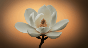 Southern magnolia grandiflora bloom